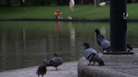 A flock of Pigeons at park. Stock Footage 128649561