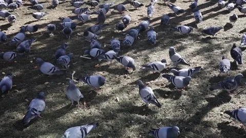 Flock of pigeons in a park Stock Footage 170063335