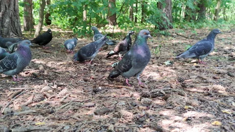 Flock of pigeons in the park Stock Footage 201871668