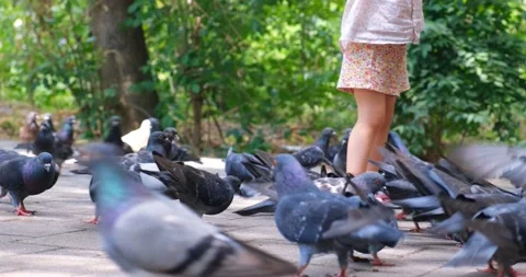 Flock of pigeons on the path in the city park next to the children Stock Footage 220511185