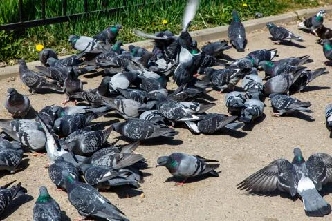 A flock of pigeons on the path in the Park. Stock-Fotos