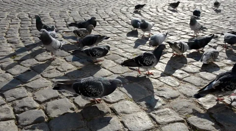 Flock of pigeons on a pavement Stock Footage 36292303