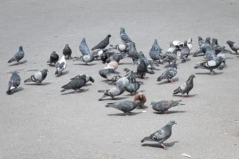 A flock of pigeons on the pavement Stock Photos