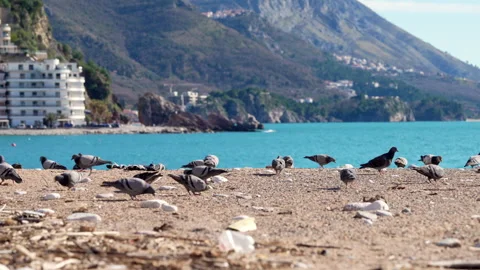 Flock of pigeons pecking for food on a sandy beach by a turquoise bay with .. Vídeos de archivo 347631553