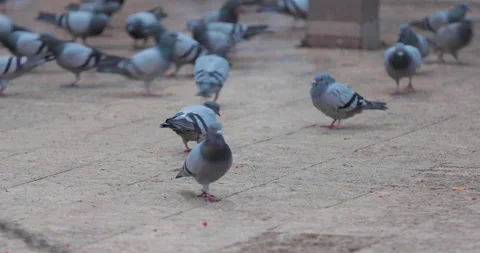 A flock of pigeons pecking grain on the ground Stock Footage 147389102