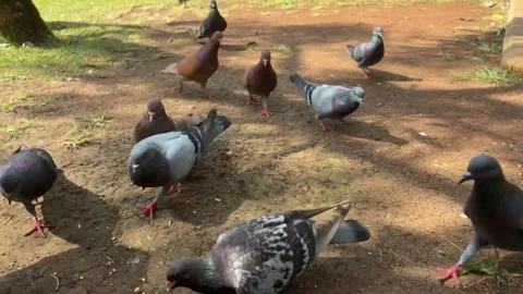 Flock of pigeons pecking at ground in a park with sunlight and shadows a group Video stock 333803703