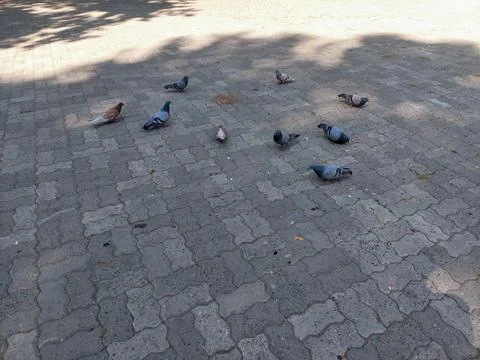 A flock of pigeons pecking on a paved surface in an urban Stock Photos