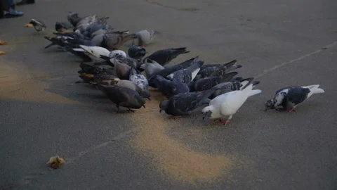 A flock of pigeons pecks grain from the ground. warm season 4k Video stock 101700569