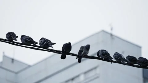 Flock of pigeons perched in a row on a utility wire beneath a pale overcast sky Stock Footage 327731025