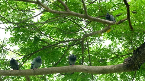 Flock of pigeons perched on a tree branch moving and looking. Stock Footage 339589506