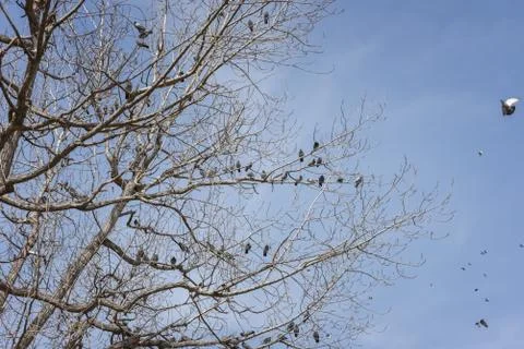Flock of pigeons perched on a tree Stock Photos