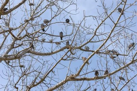 Flock of pigeons perched on a tree Stock Photos