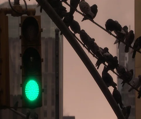 Flock of pigeons perched on wires next to changing traffic signal Stock Footage 86749080