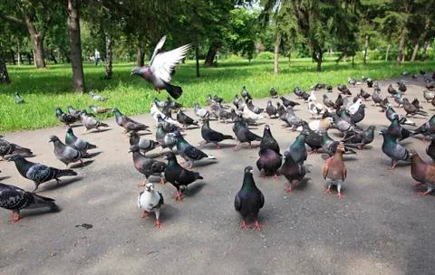Flock of pigeons Stock Photos