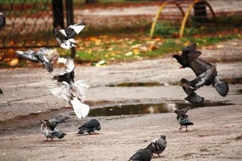 A flock of pigeons Stock-Fotos