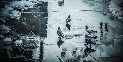 A flock of pigeons Stock Photos