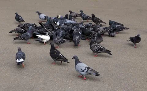 Flock of pigeons Stock Photos