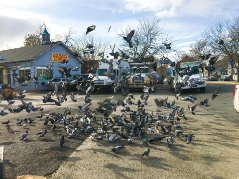 Flock Of Pigeons Stock Photos