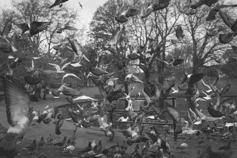 Flock of pigeons Stock Photos