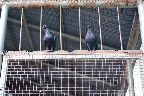 A flock of pigeons Stock Photos