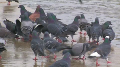Flock of pigeons on the pier. Stock Footage 27204938
