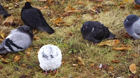 Flock of pigeons resting on grass with fallen leaves during autumn weather 库存影片 292164781