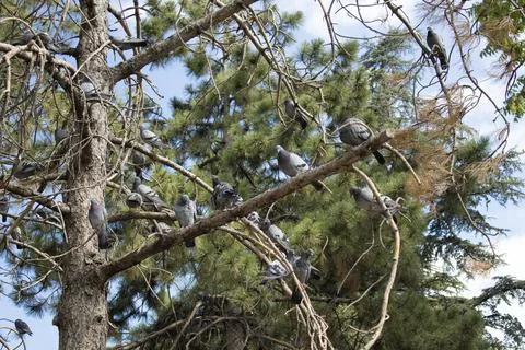 Flock of Pigeons Resting on Pine Branches Stock Photos