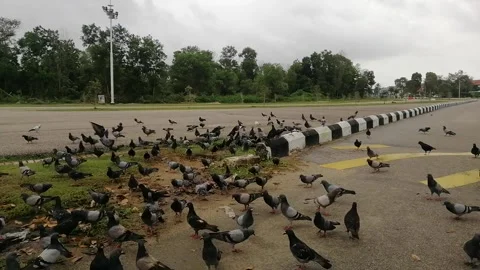 Flock of pigeons at road Stock Footage 288172160