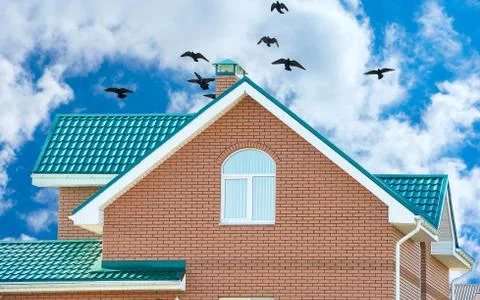 Flock of pigeons on the roof Illustrazione stock