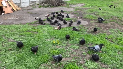 Flock of pigeons sits on green grass and asphalt outdoors. Stock Footage 342266271