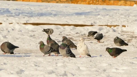 A flock of pigeons sits on the snow Video stock 83322177