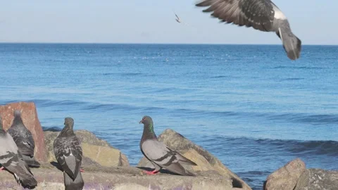 A flock of pigeons, sitting on large rocks by the sea, suddenly takes off Stock Footage 285889460