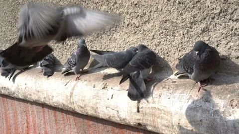A flock of pigeons sitting on the ledge of a house on a sunny day 스톡 동영상 87938798