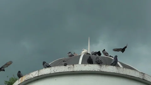 Flock of pigeons sitting on the old top of the church building in bad weather Видео 108854657