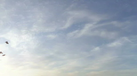 Flock of pigeons with skies Stock Footage 677832