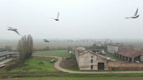 Flock of Pigeons in the Sky #2 - Birds Attacking a Flying Drone Stock Footage 146005533