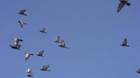Flock of Pigeons in the Sky Видео 37991340