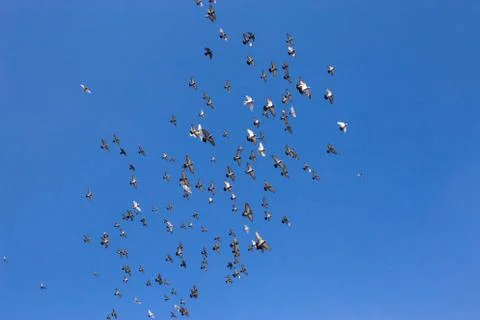 Flock of pigeons in the sky Stock-Fotos