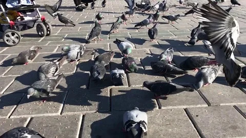 Flock Of Pigeons Slow motion 스톡 동영상 107162660