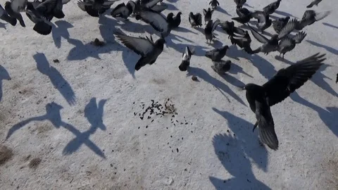 A flock of pigeons in the snow Stock Footage 88237930