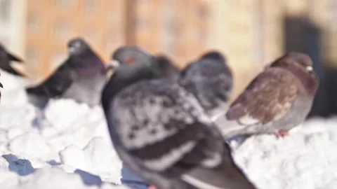 A flock of pigeons in the snow. Putting the focus on the back burner. Stock Footage 165228873