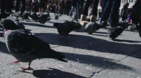 Flock of pigeons in a square Stock Footage 49361037