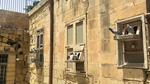 Flock Of Pigeons Standing On Shelf 動画素材 90191710