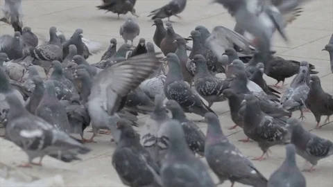 Flock of pigeons on the street Stock Footage 82499325