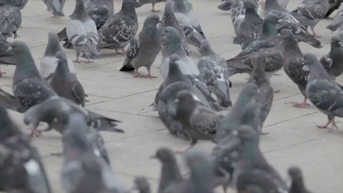 Flock of pigeons on the street Stock Footage 82499409