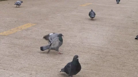 A flock of pigeons strolling on a concrete pavement in the public park Vidéo 266835975