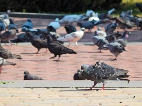 A flock of pigeons strolling in the square Stock Photos