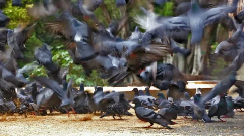 Flock of Pigeons Suddenly Flying Off Stockbeeldmateriaal 50057370