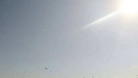 A flock of pigeons in the sun in the blue sky 스톡 동영상 79154691