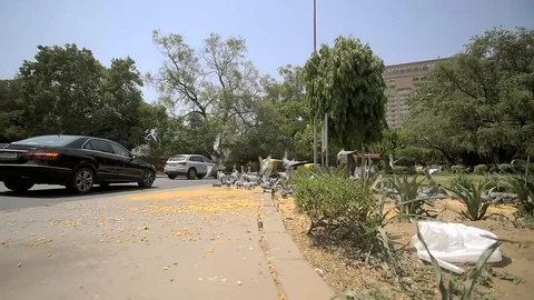 Flock of pigeons take flight over a sidewalk Stock Footage 92473460
